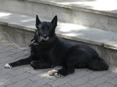Norwegischer Elchhund (schwarz) - Norsk Elghund Sort